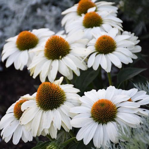 Echinacea 'The Price is White'  - PW® Color Coded® The Price is White Echinacea