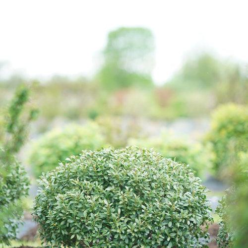Ilex glabra 'ILEXFARROWTRACEY'  - Strongbox® Inkberry Holly