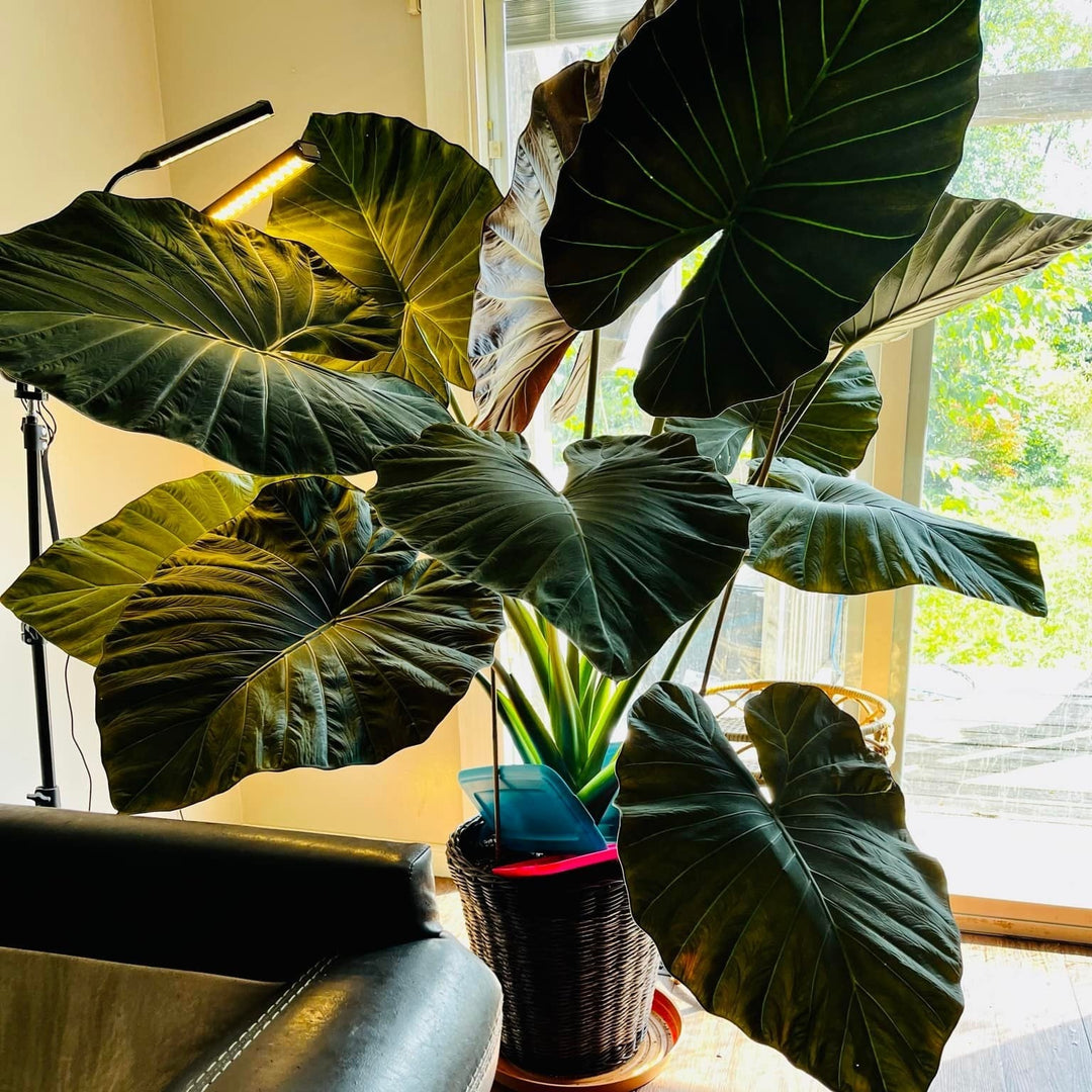Alocasia 'Regal Shield'  - Regal Shield Alocasia