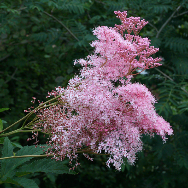 Filipendula rubra 'Venusta'  - Venusta Queen of the Prairie