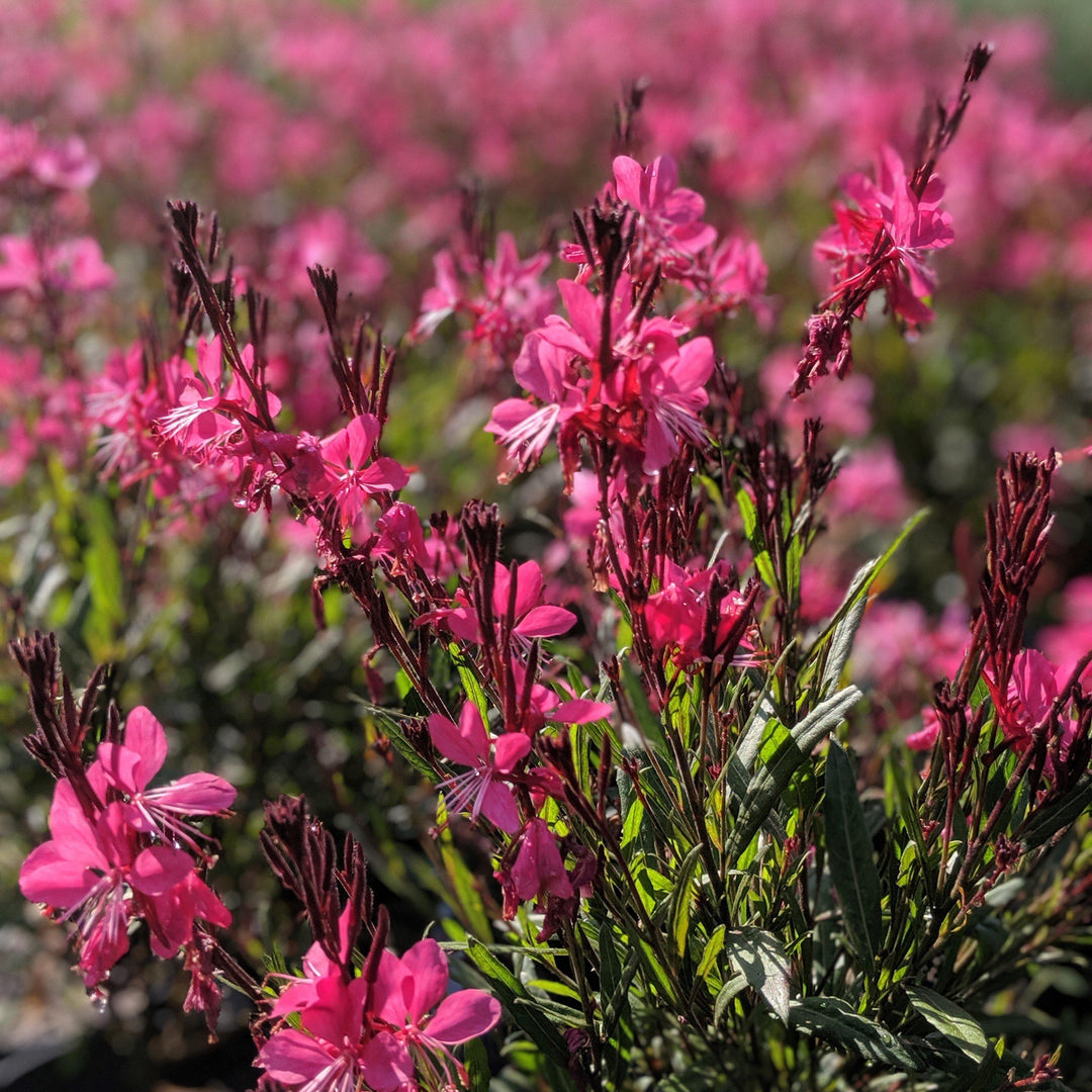 Gaura lindheimeri 'Kleau 04263'  - Belleza™ Dark Pink Gaura