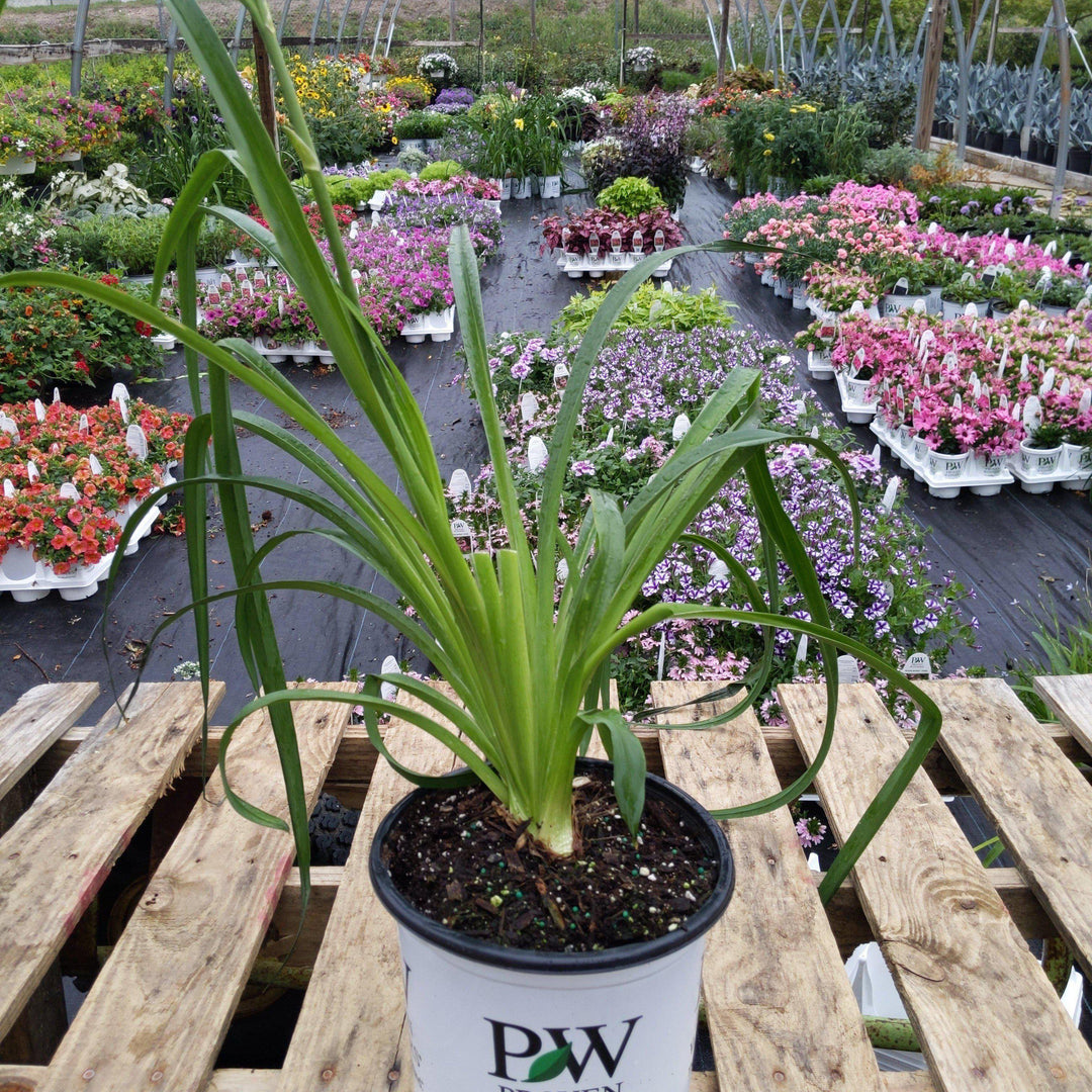 Hemerocallis 'Lake of Fire'  - Rainbow Rhythm® Lake of Fire Daylily