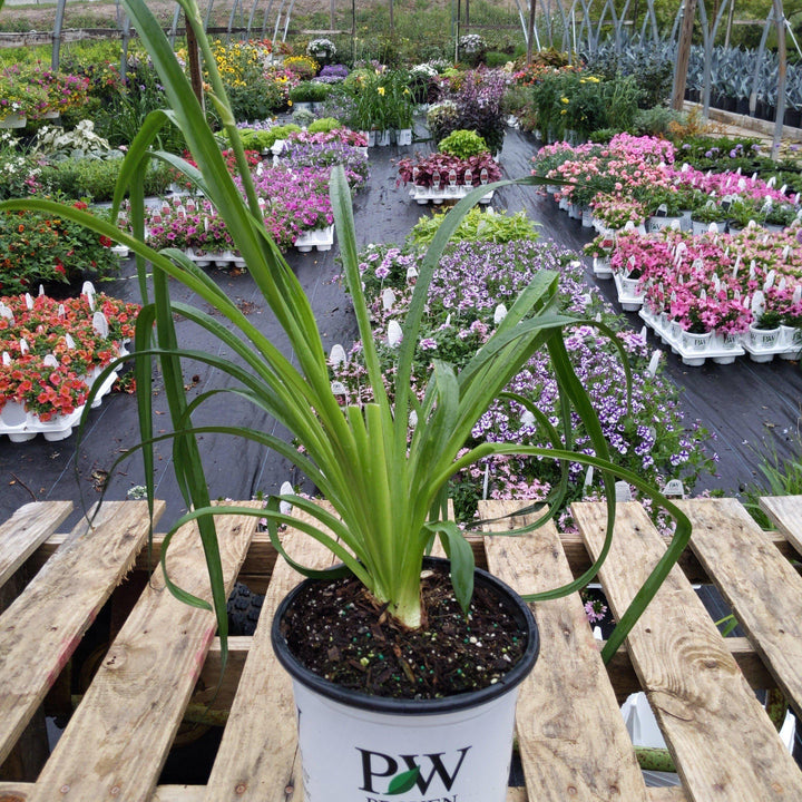Hemerocallis 'Lake of Fire'  - Rainbow Rhythm® Lake of Fire Daylily