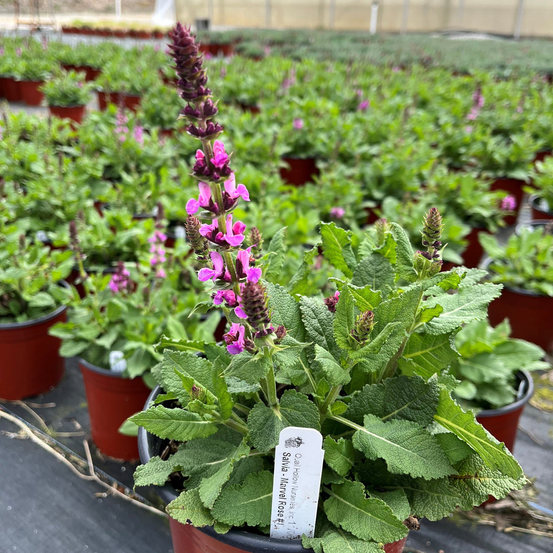 Salvia nemorosa 'Rose Marvel'  - Rose Marvel Meadow Sage