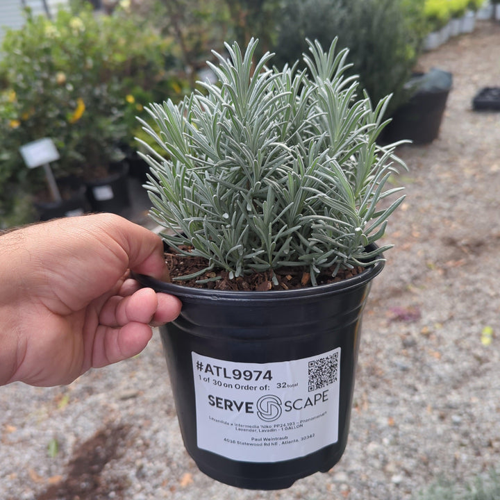 Lavandula × intermedia 'Niko' PP24,193  - Phenomenal® Lavender, Lavadin