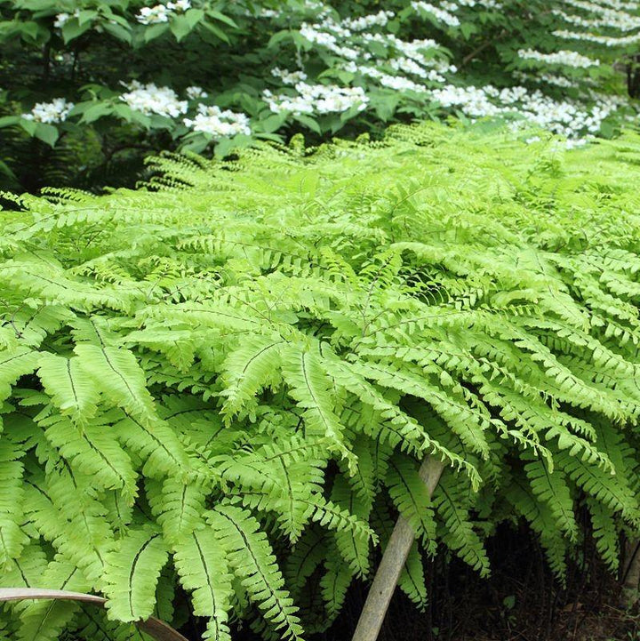 Adiantum pedatum  - Northern Maidenhair Fern