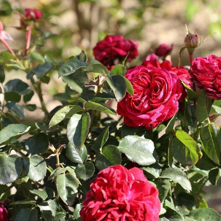 Rosa 'True Endearment'  - True Endearment Rose