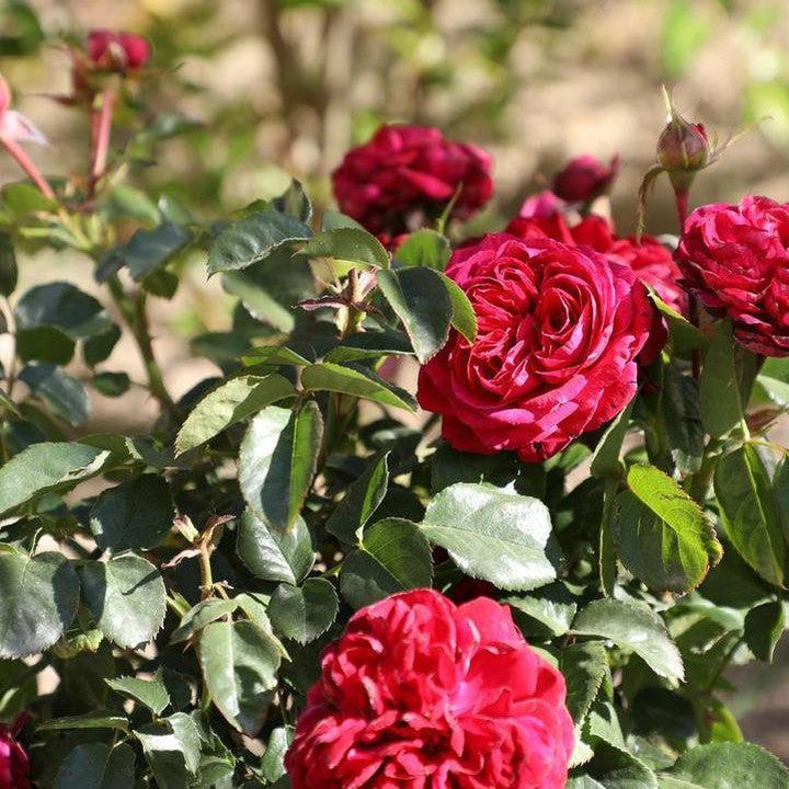 Rosa 'True Endearment'  - True Endearment Rose