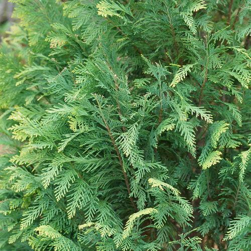 Chamaecyparis lawsoniana ‘SMNCLGTB’  - Pinpoint® Blue & Gold False Cypress