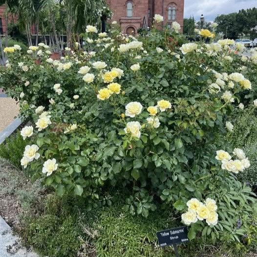 Rosa 'BAline'  - Easy Elegance® Yellow Submarine Rose
