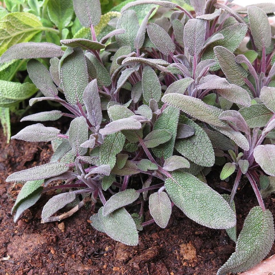 Salvia officinalis ‘Purpurascens’  - Purple Sage