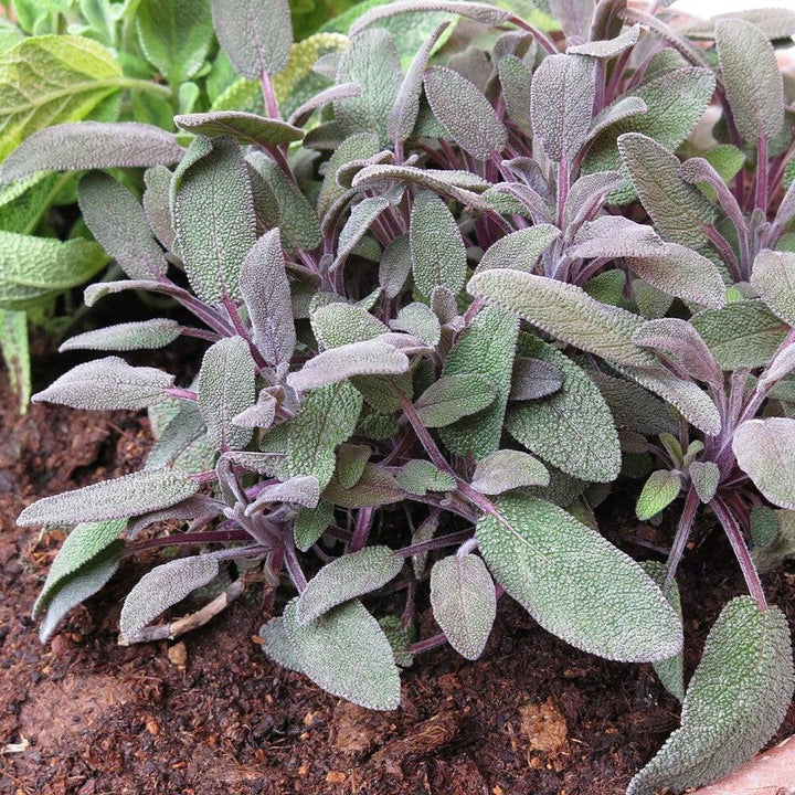 Salvia officinalis ‘Purpurascens’  - Purple Sage