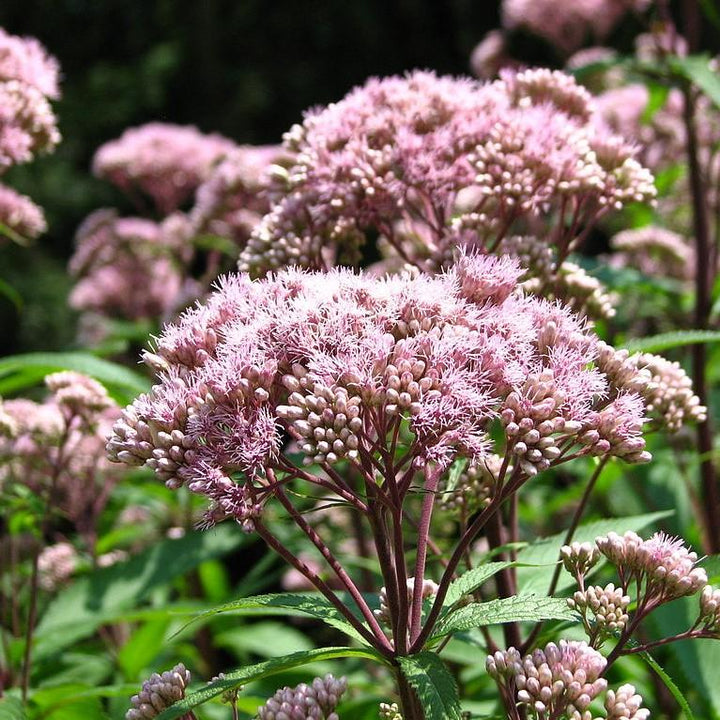 Eupatorium maculatum  - Spotted Joe Pye Weed