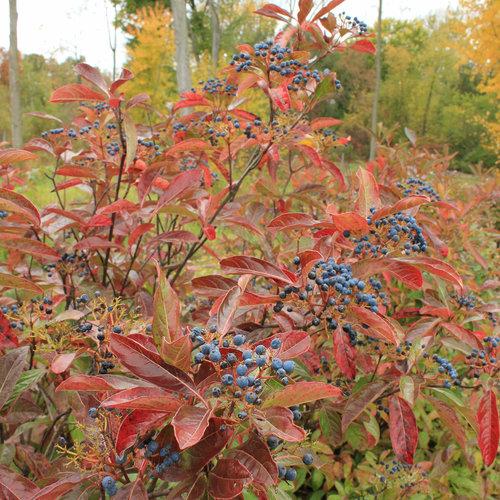 Viburnum nudum 'Bulk'  - Brandywine™ Viburnum