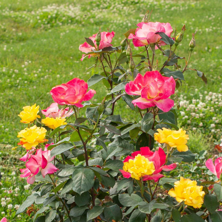 Rosa 'Meisistoma'  - Sunset Horizon™ Rose