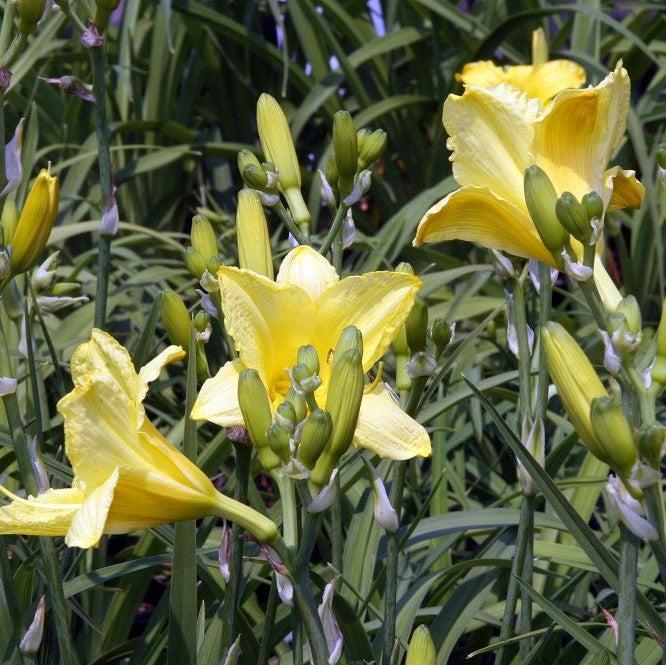 Hemerocallis 'Happy Returns'  - Happy Returns Daylily