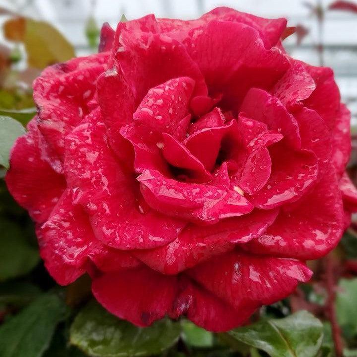 Rosa 'Mister Lincoln'  - Mister Lincoln Rose