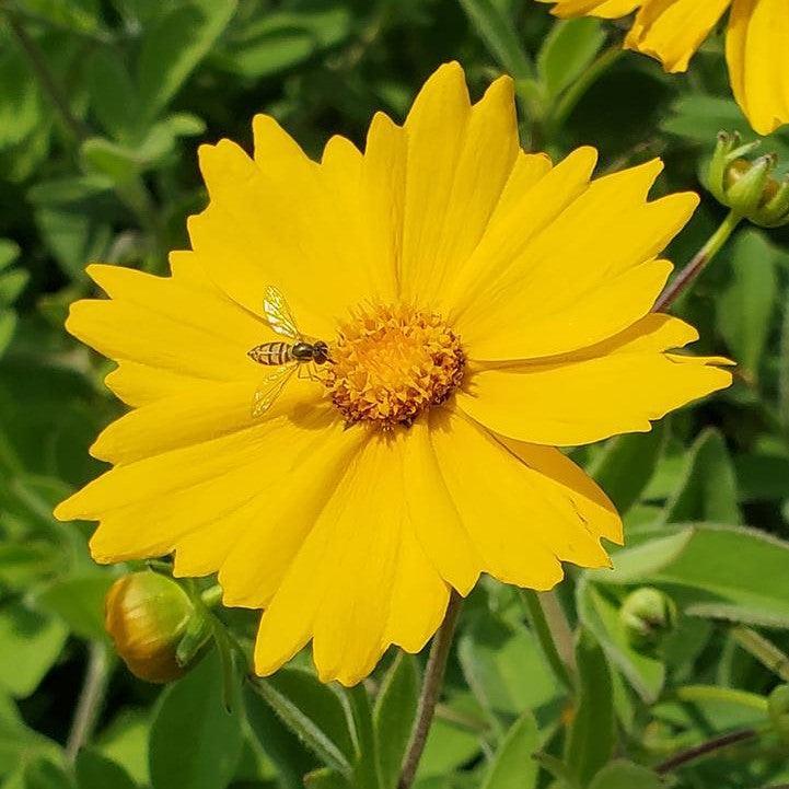 Coreopsis pubescens 'Sunshine Superman'  - Sunshine Superman Star Tickseed