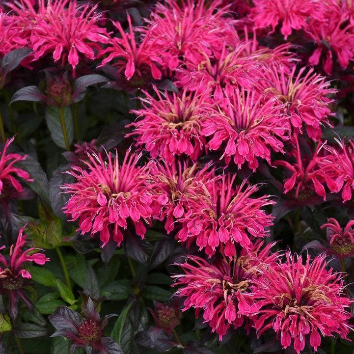 Monarda 'Berry Taffy' PP34715  - Sugar Buzz® Berry Taffy Bee Balm