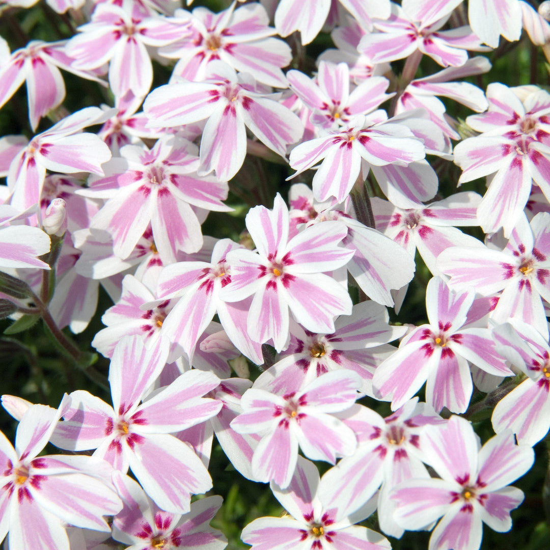 Phlox subulata 'Candy Stripes'  - Candy Stripes Creeping Phlox