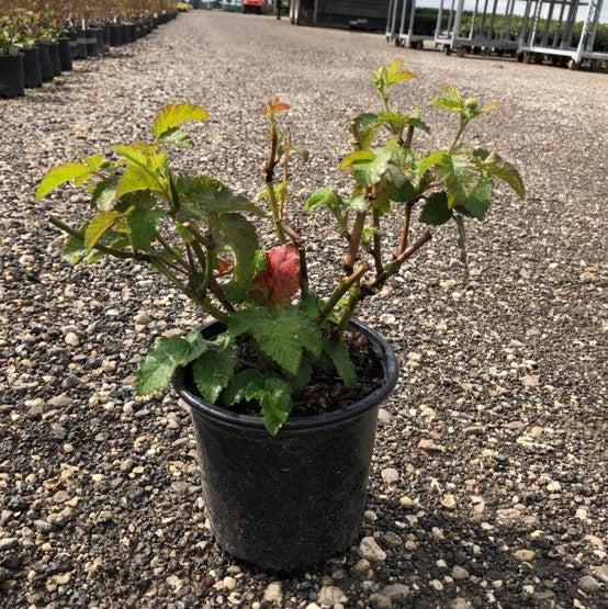 Rubus x ''APF-153T' PP#26,990  - Prime-Ark® Freedom Thornless Blackberry