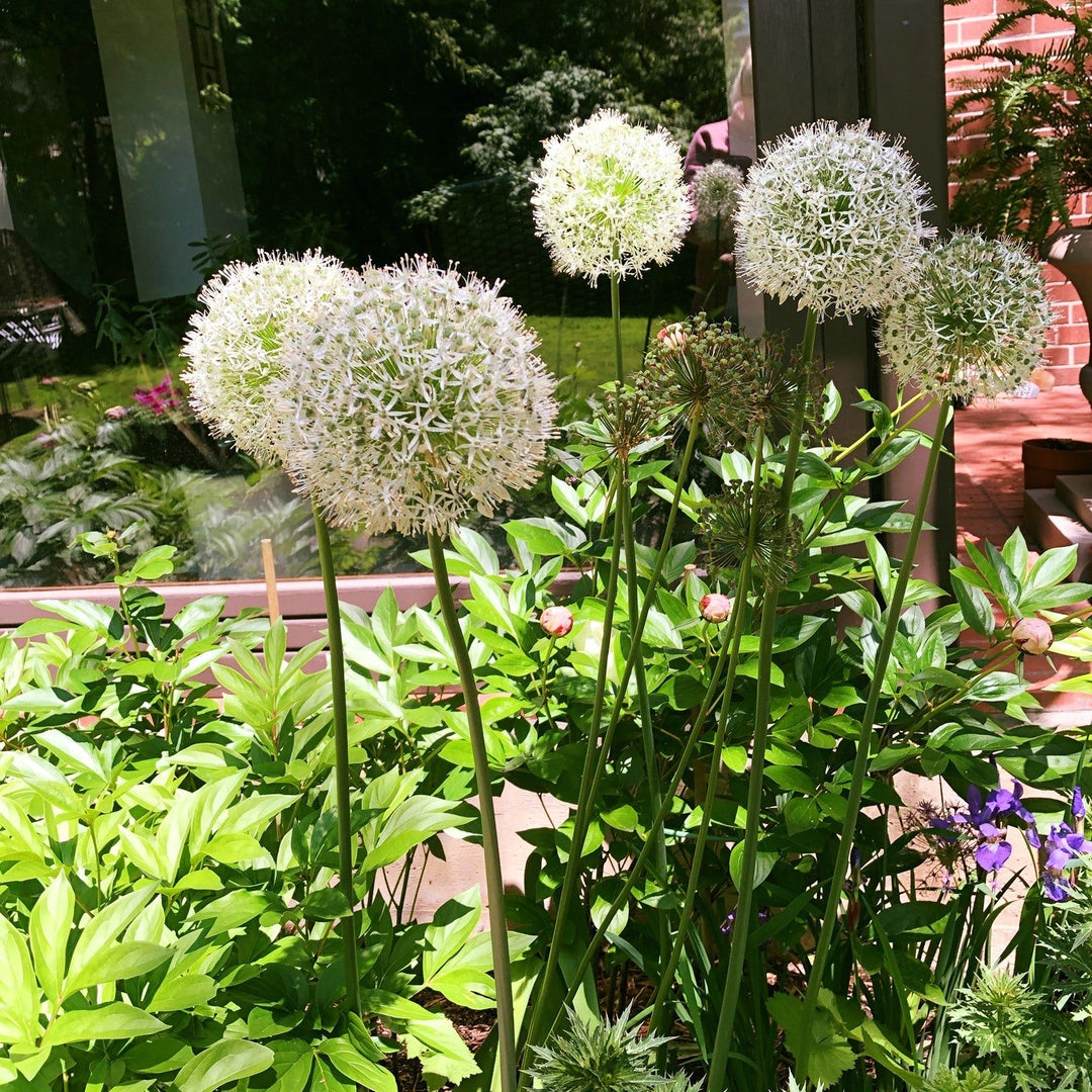 Allium 'Mount Everest'  - Mount Everest Ornamental Onion