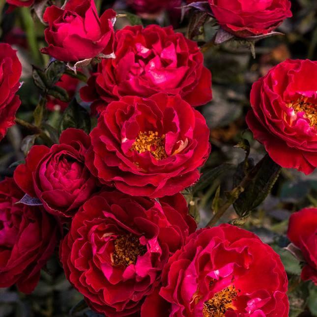 Rosa 'Sproflored'  - Cherrytini™ Rose