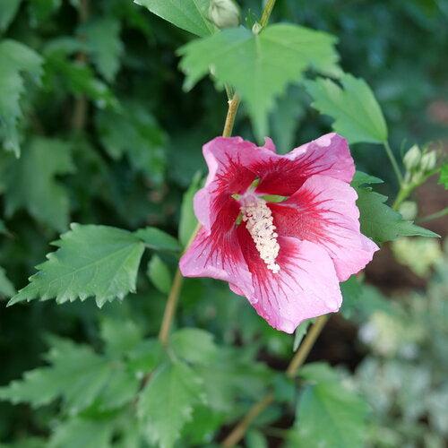 Hibiscus syriacus 'GFNHSRP'  - Red Pillar® Rose of Sharon