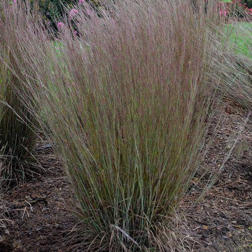 Schizachyrium scoparium 'Blue Paradise'  - 'Blue Paradise' Little Bluestem