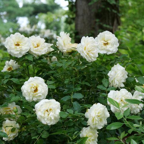 Rosa x 'BOZFRA121'  - Reminiscent™ Crema Rose