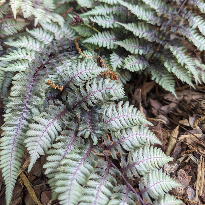 Athyrium niponicum var. pictum  - Japanese Painted Fern