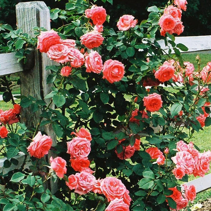 Rosa ‘JACclam’  - America™ Climbing Rose