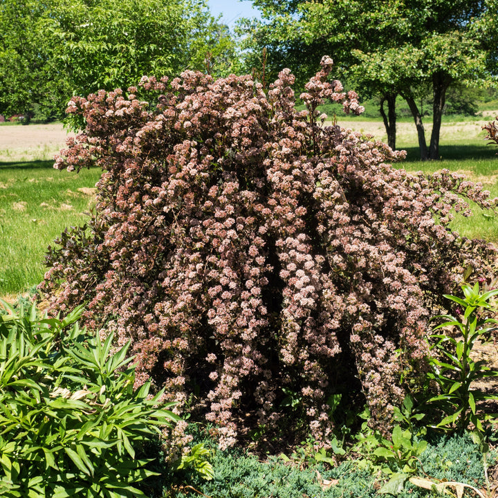 Physocarpus opulifolius 'Donna May'  - First Editions® Little Devil™ Ninebark