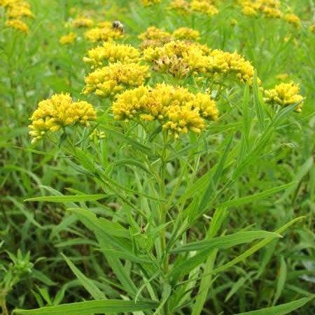 Solidago graminifolia  - Grass-leaved Goldenrod