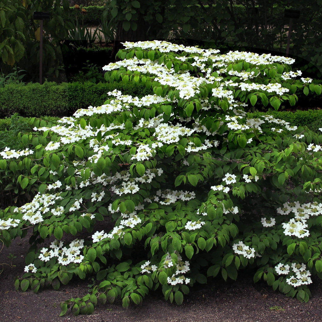 Viburnum plicatum tomentosum 'Mariesii'  - Mariessi Viburnum