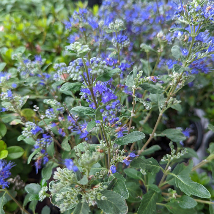 Caryopteris x clandonensis 'CT-9-12'  - Beyond Midnight® Bluebeard