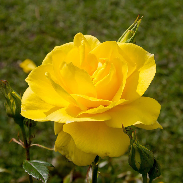 Rosa 'KORresia'  - Sunsprite Rose