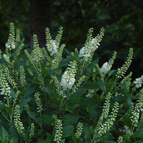 Clethra alnifolia 'Crystalina'  - Sugartina® Summersweet