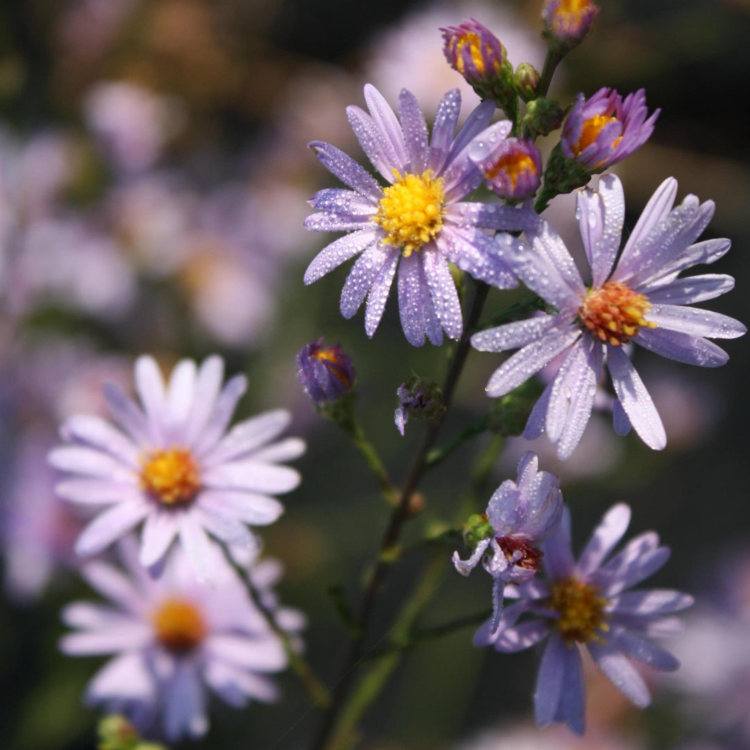 Aster azureus  - Skyblue Aster