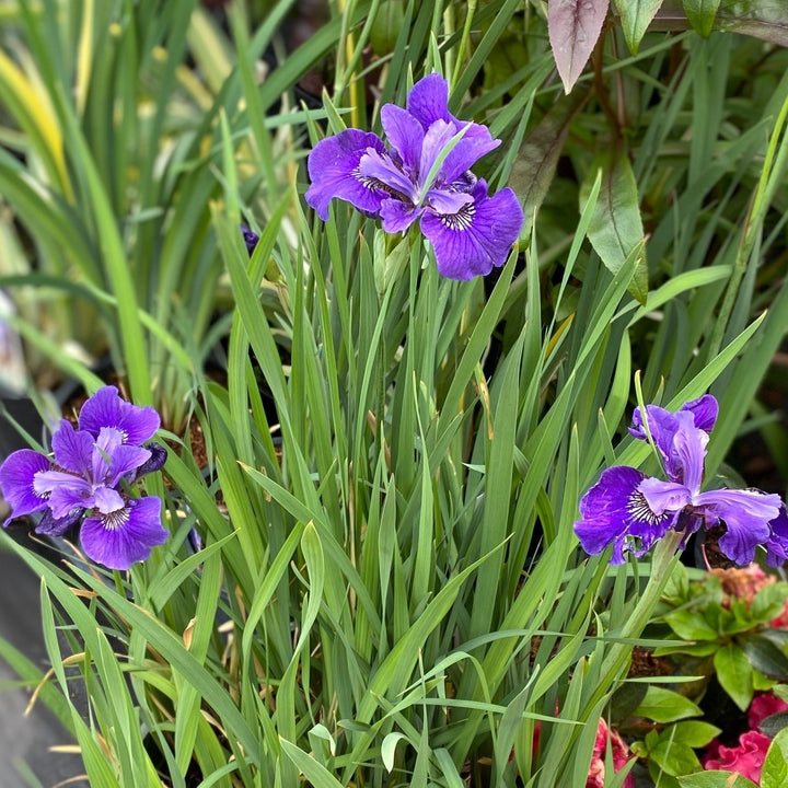 Iris sibirica 'Ruffled Velvet'  - Ruffled Velvet Siberian Iris