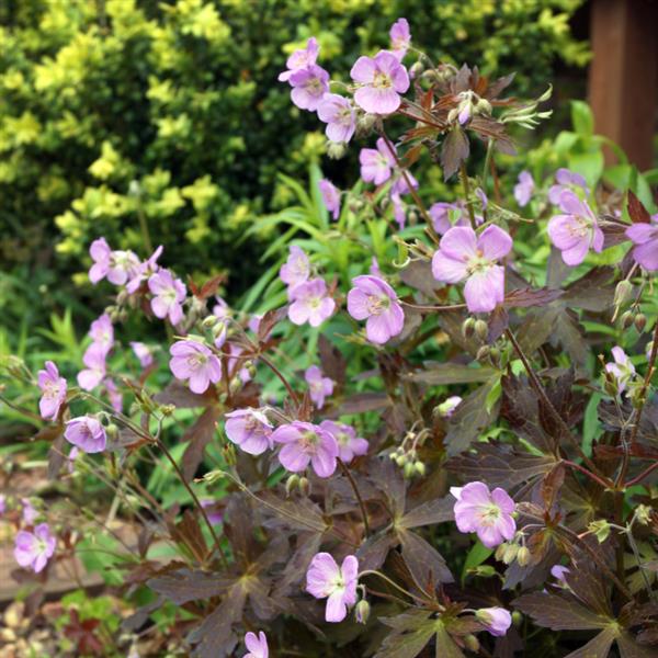 Geranium maculatum 'Espresso'  - Espresso Wild Cranesbill