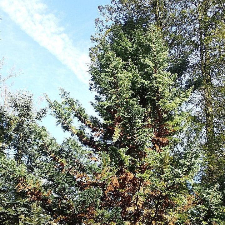 Chamaecyparis pisifera 'Boulevard'  - Boulevard Cypress