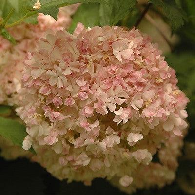 Viburnum opulus 'Roseum'  - Eastern Snowball