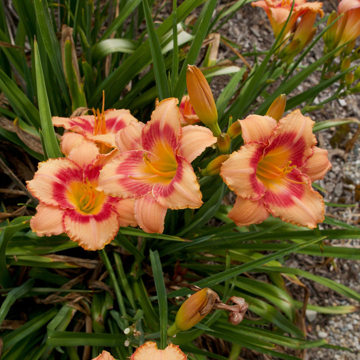 Hemerocallis 'Strawberry Candy'  - Strawberry Candy Daylily