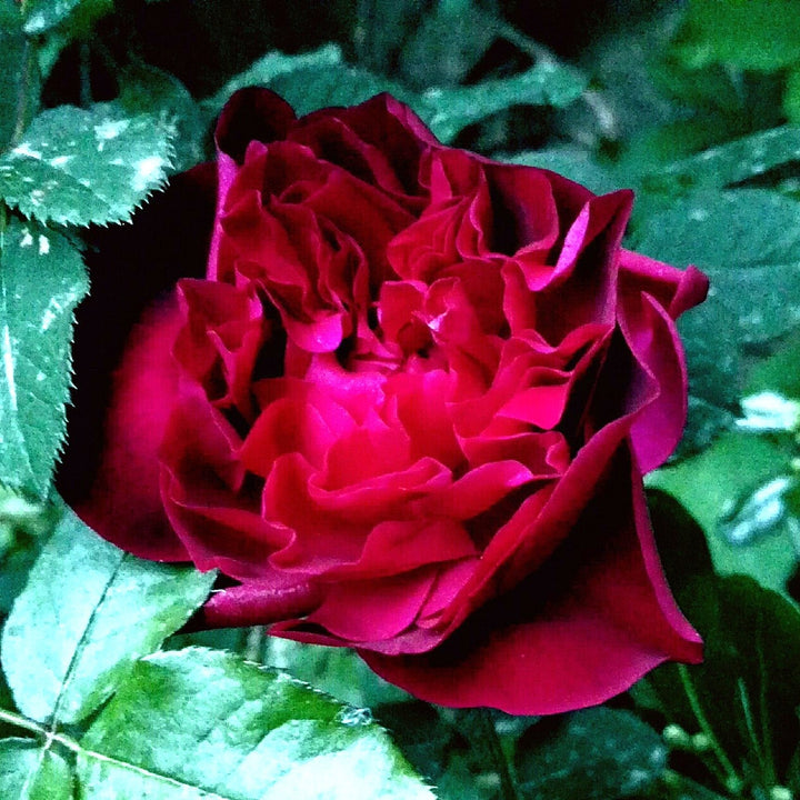 Rosa 'Ausbernard'  - Munstead Wood Rose