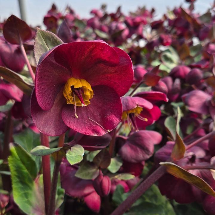 Helleborus x hybridus 'Vibey Velvet'  - FrostKiss™ Vibey Velvet™ Lenten Rose