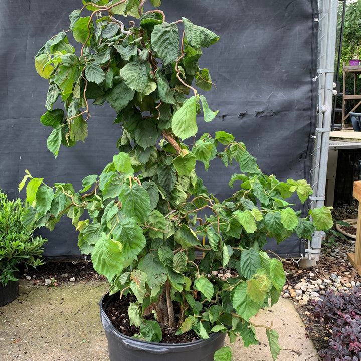 Corylus avellana 'Contorta'  - Contorted Filbert, Harry Lauder’s Walking Stick