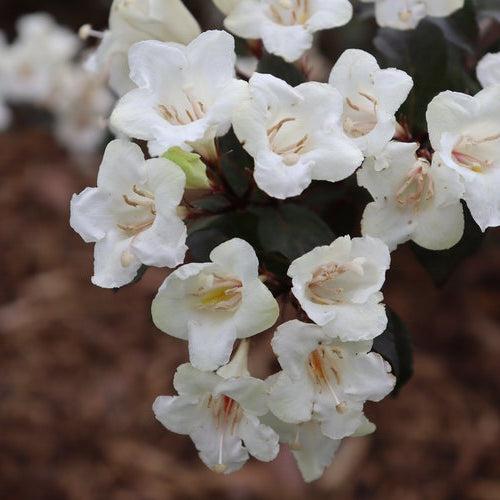 Weigela florida 'SMNWFGC'  - Wine & Spirits® Weigela