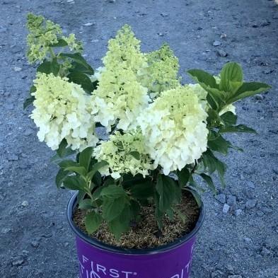 Hydrangea paniculata 'Bailpanone' PP32,549  - First Editions® Little Hottie® Hydrangea