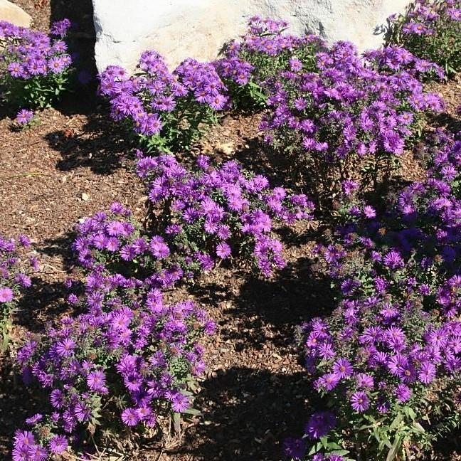 Aster nov-ang. 'Purple Dome'  - Purple Dome New England Aster